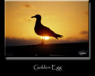 Golden Egg