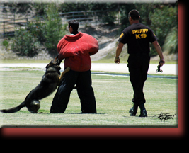 Sheriff Police K9 Training